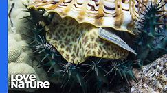 Giant Sea Snail Hunting Crown-of-thorns Starfish