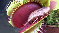 Best Venus Flytrap Trapping Compilation 2018