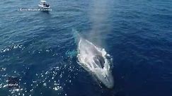 Stunning drone video captures massive blue whale swimming near boat