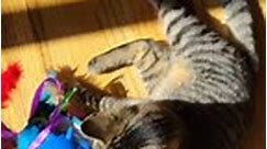 Catnip Cat Nap On Toy Box