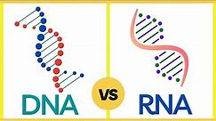 Difference Between DNA and RNA | Function & Structure