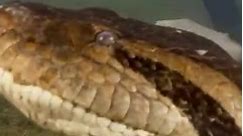 World's largest snake found in Amazon Rainforest