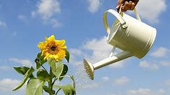 12 Best Watering Cans for Indoor and Outdoor Use | Check before Buying! - School of Garden