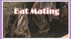 Bat Mating / How Bat do it .