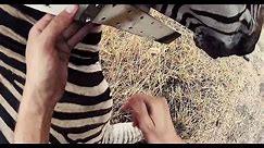 Collaring a Zebra to Track Its Record Migration