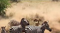 Lioness gets stampeded by zebras she's trying to hunt