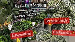 Big Box Store Plant Shopping New Years Day 2024 Home Depot Plants Restock