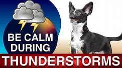 How to Teach Your Dog to Be Comfortable During Thunder Storms