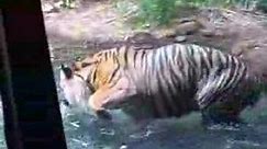 Sumatran Tiger - Zoo Atlanta