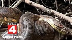 World's biggest snake? New anaconda found in Amazon