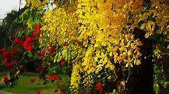 Steps To Finding The Cassia Fistula Plant Propagation How To Get Cassia Fistula Plant Propagation