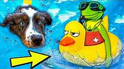 Kermit the Frog Teaches Puppy How to Swim! (Pool Party)
