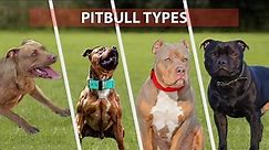 Types of PITBULL Breeds that are Popular Today Pitbull Types 2021