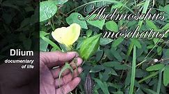 Abelmosk (Abelmoschus moschatus) - part 1