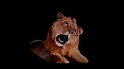 MGM Leo The Lion Video Footage