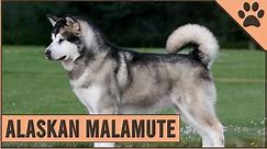 Alaskan Malamute - Dog Breed Information