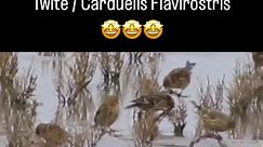 Twite / Carduelis Flavirostris 🤩🤩🤩 Beautiful flock 😍😍 #breeders #birds #breending #breedingseason #nature #naturelovers #natureloversinstagram #jilguero #chardonneret #chardon #criarépreservar #criadores #birdslover #gardenbirds #natureza #european #faunaeuropeia #faunasilvestre #serin #girasol #feeding #feedingbirds #dance #silvestre #faunayflora #passaros #naturelife #reels #longweekend #weekend | Fauna Europeia e Americana