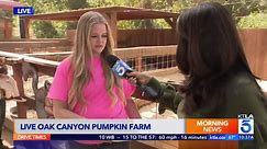 Live Oak Canyon Pumpkin Farm opening weekend preview