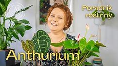 ANTHURIUM - jak pielęgnować te kwitnące rośliny? Poradnik roślinny