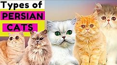 6 Types of Persian Cats / Number 5 is Unique / Which One Do You Prefer?