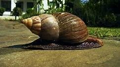 Giant African Land Snail Invasion in Florida (VIDEO)