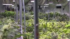 SC lawmakers move forward on medical marijuana bill