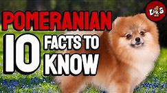 10 Facts You Should Know Before Bringing Home A Pomeranian | Dogs 101
