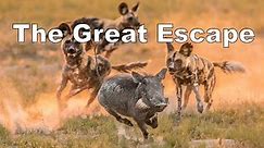 The Great Escape: Warthogs Outsmart Wild Dogs in Kruger National Park