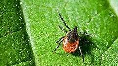 Mayo Clinic Minute - What to do if you are exposed to Lyme disease