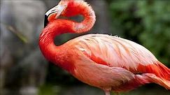 flamingo bird sounds