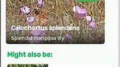 How to identify Splendid mariposa lily or Calochortus splendens with Plantsnap