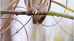 The Northern Saw-whet Owl is a diminutive owl species native to North America, measuring approximately 7-8 inches in height. Recognized for its unique "sawing" call reminiscent of a saw being sharpened, these nocturnal birds are adept hunters of small mammals and, occasionally, birds. Their feathers exhibit a blend of brown and white hues, serving as effective camouflage in wooded environments. #animals #owl #instagram | Bird Lovers