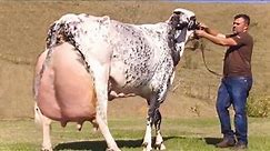 Top 4 World’s highest milking cows | Hf cow ,girolando cow , jersey cow ,gir cow | full documentary