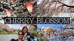 Japan Cherry Blossom: Everything you Need to Know | FULL Planning Guide