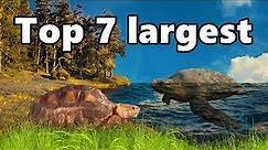 Top 7 Largest turtle and tortoise species on Earth