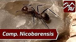 CAMPONOTUS NICOBARENSIS: Ant Guide
