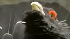 The Capercaillie Bird Defends its Territory | David Attenborough | BBC Studios