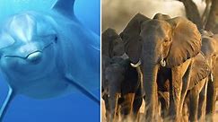 Meghan Markle to narrate Disney+ documentary 'Elephant'