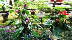 Calla lily, Zantedeschia aethiopica, Exotic Multicolored Flowers