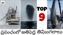 Top9 world's biggest blue whale's caught on camera || by BALU DIVIS
