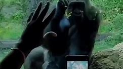 Bronx zoo Viral gorillas #gorilla #gorillapee #animallove #animaldrole #animalcuteness #2024love | FunnyVideo