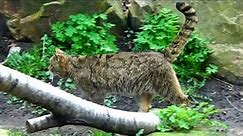 European Wildcat (Felis silvestris)