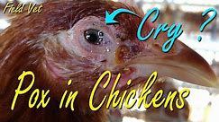 Fowl Pox, Avian Pox symptoms in Chicken, Poultry Diseases, Chicken Farming