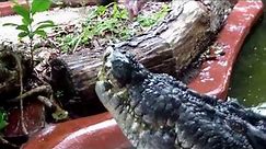 The worlds largest crocodile in captivity "Cassius" having his lunch: Green Island, Australia