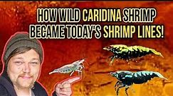 How Each Type Of CARIDINA SHRIMP Was Created. The History & Genetics of Caridina Shrimp. Deep Dive.