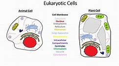 Beginners Biology: Overview of Cells
