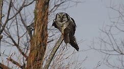 The Northern Hawk Owl is one... - American Bird Conservancy