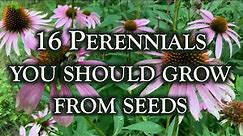 16 Perennial flowers you should grow from seeds. This is why!