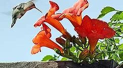 CHUXAY GARDEN Orange Carpet Campsis Radicans Seed 100 Seeds Trumpet Creeper Beauty Privacy Screen Great Courtyard Flower