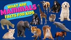 What are Mammals? Mammal Facts For Kids